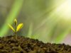 1 million d’euros pour 6 projets de recherche-innovation environnementale au Cameroun et en RDC